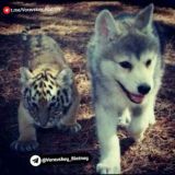 👨❤️👨 BAXLI HAYOT 👨❤️👨 😷 😭 UYDA QOLING 😭 😷