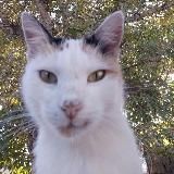 конура пруф нешона