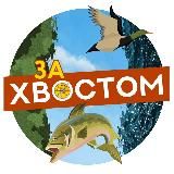 За Хвостом