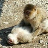 ОТЗЫВЫ VIP GOLD