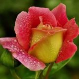 Stasya motivation / Аффирмации