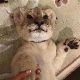 короче