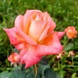 ВЫБОР ЖЕНЩИН