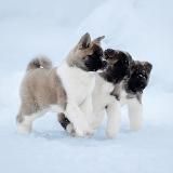 Репродукция животных