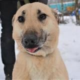 Приют ЛАПУШКИ (бывш.Теремок) СПб Гатчина