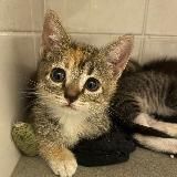 Даша и 10 кошек