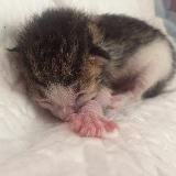 Космический кот