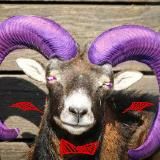 Ручные лапки