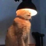 Чат с густым☁️