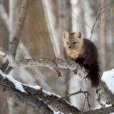 Комментарии Заповедное Подлеморье