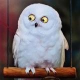 Посиделки с Pi 🐧