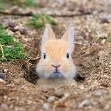 Заячья нора