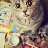 Фото Приколы