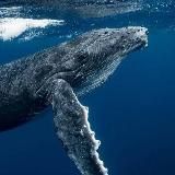 WhaleBear 🐻 Joe Official Channel