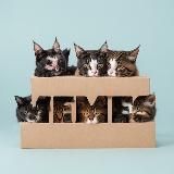 Elite Memes 🌬⛸🥌