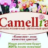 Камелия - цветы
