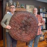 🍄СЕМЕЙСТВО АМАНИТОВЫХ