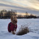 Приятные заметки о собаках