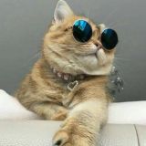 , 𝓜𝓾𝓼𝓲𝓬