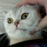 Матерь котов