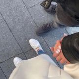 кийрара дог.