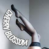 🌸 Cherry Blossom 🌸