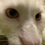 Вестник ингерманландской эзотерики