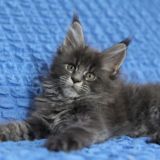 Чат для обсуждений