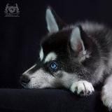 Аляскинский кли кай (мини хаски кли-кай) Alaskan klee kai (mini husky)
