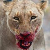 Дикая Земля