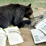 Берлога ленивого менеджера - Михаил Белов