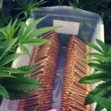 ᴛᴀsʜ Sᴠᴏʏʟᴀ🔥