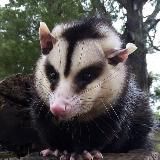 Переводовай @ преподи