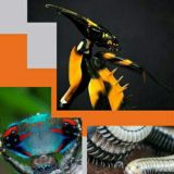 Планета членистоногих