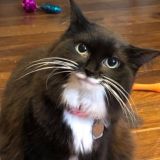 Kitя music🐈🎵