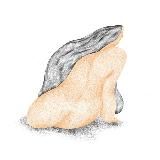 Аля Провансова