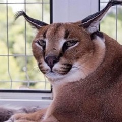 Мемы с тик тока