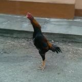 ↪VODIY XUROZLARI N 1↩👍👍