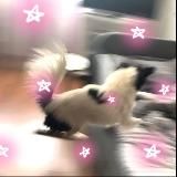 🐾 Хата Хина 🐾