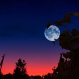 Бой Бетербиев Браун