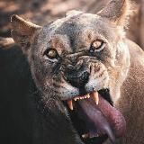 MONEY BEAR | Прогнозы на спорт