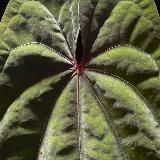 elly’s plants