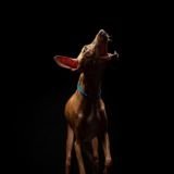 Смешная собачка