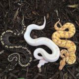 Решайся и действуй