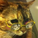 Котик в очках