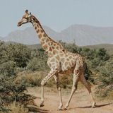 Чёрный Работодатель