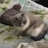 Kisa_Irisa_Vasilisa_Proshka