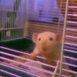 Рай для тебя❤️🐷