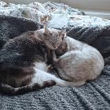 Краткость - сестра не моего таланта