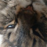 какашки пакет